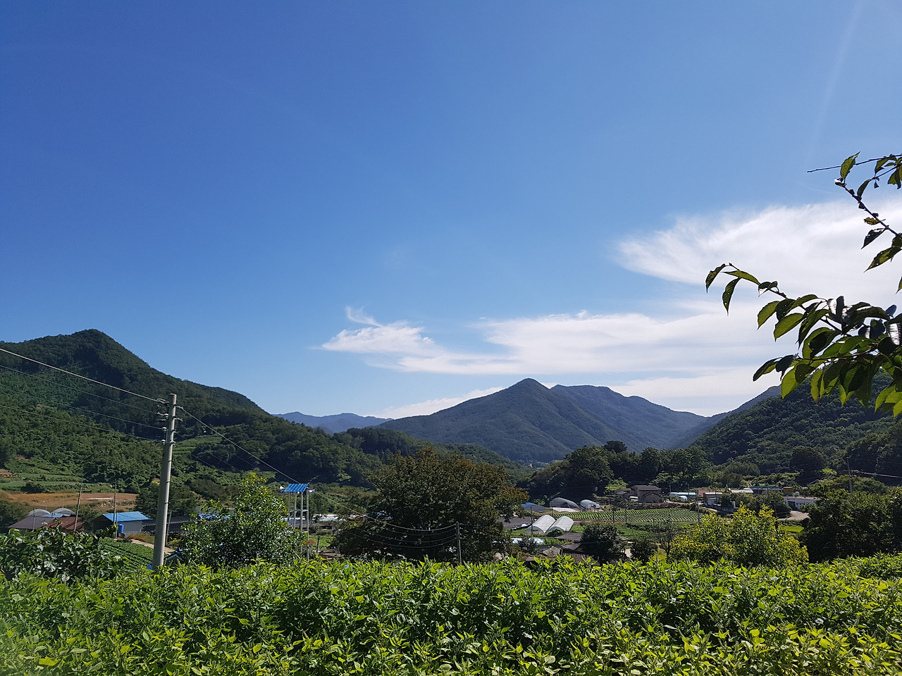 하늘바라기.