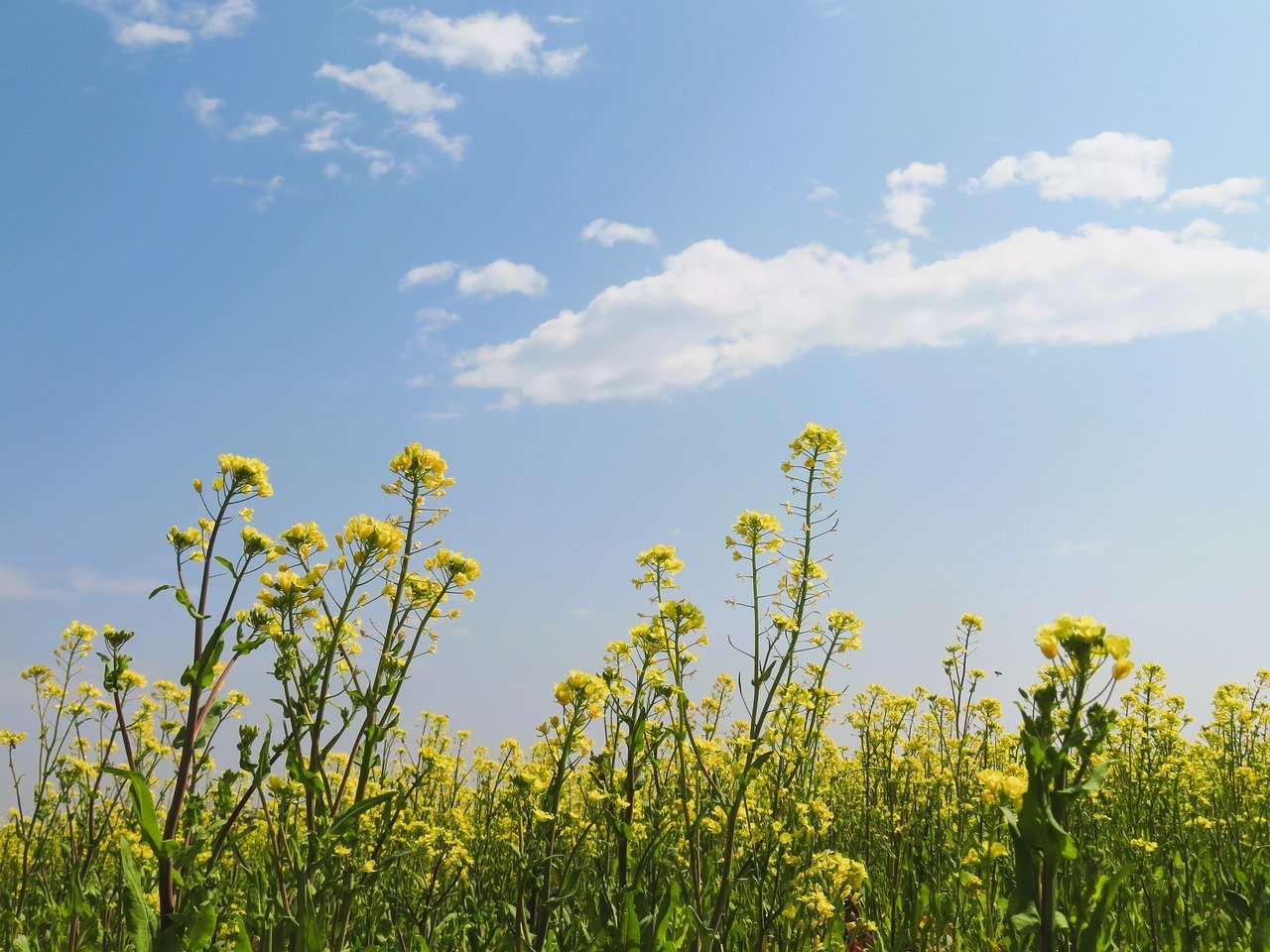 canola-8638923_1280 (1).jpg