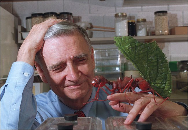 Edward O. Wilson Studies Ants_Rick Friedman NYT.jpg