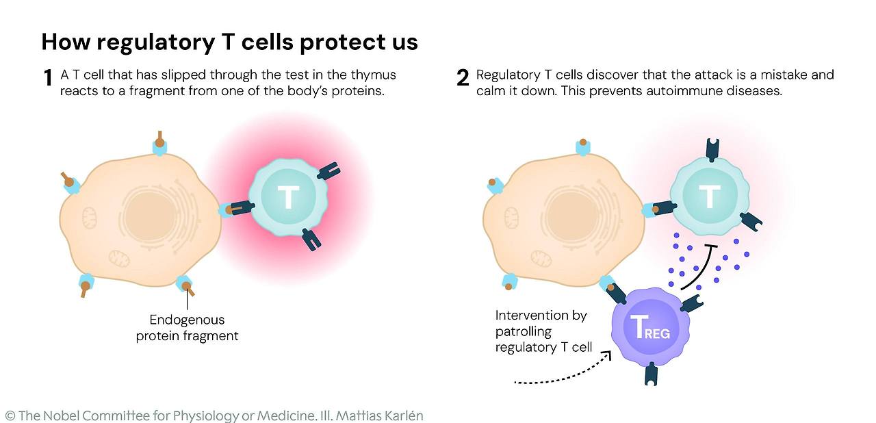 Nobel Prize Physiology 2025 2.jpg