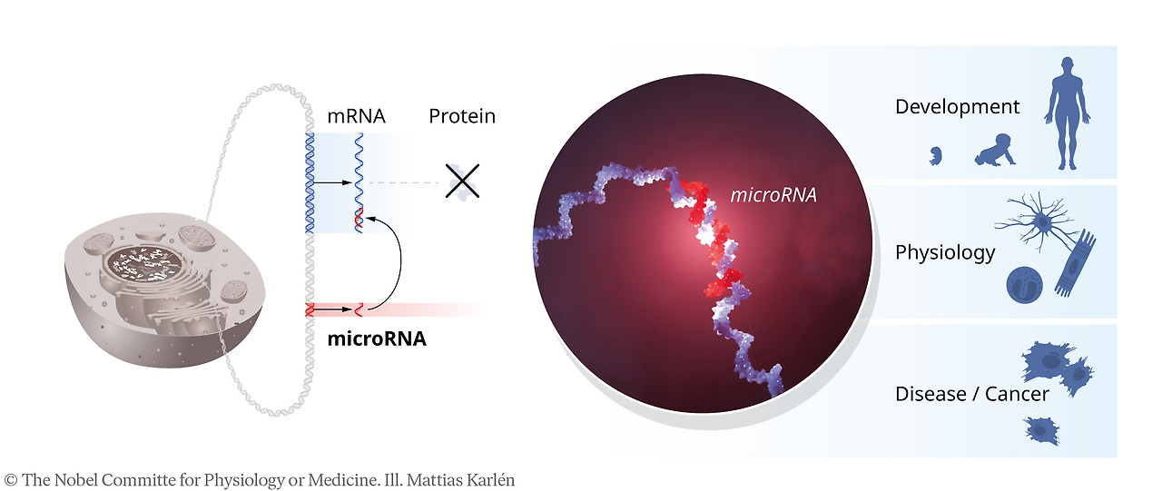 Nobel Prize in Medicine 2024 microRNA 2.jpg