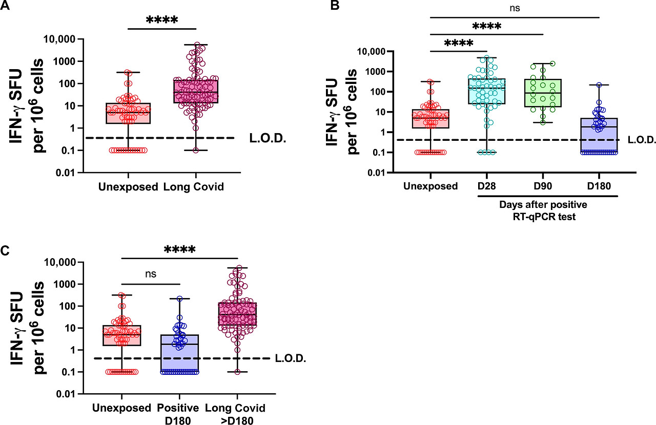 Covid-19 Long Interferon Gamma.jpg