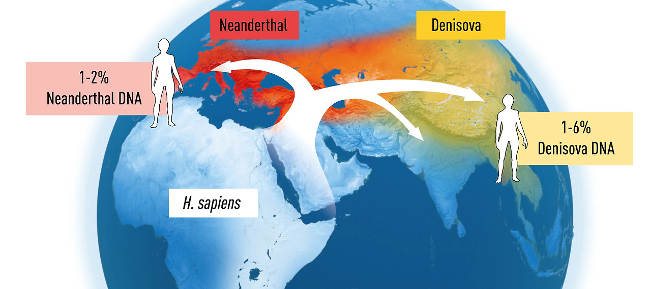 Paleogenomics Denisova Neanderthal Homo Sapiens.jpg