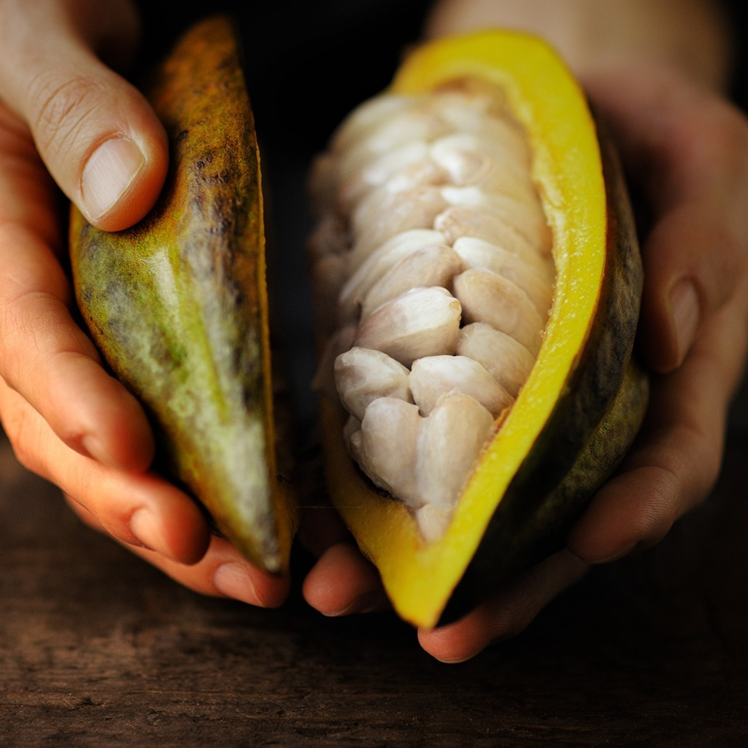 Cacao bean in half.jpg