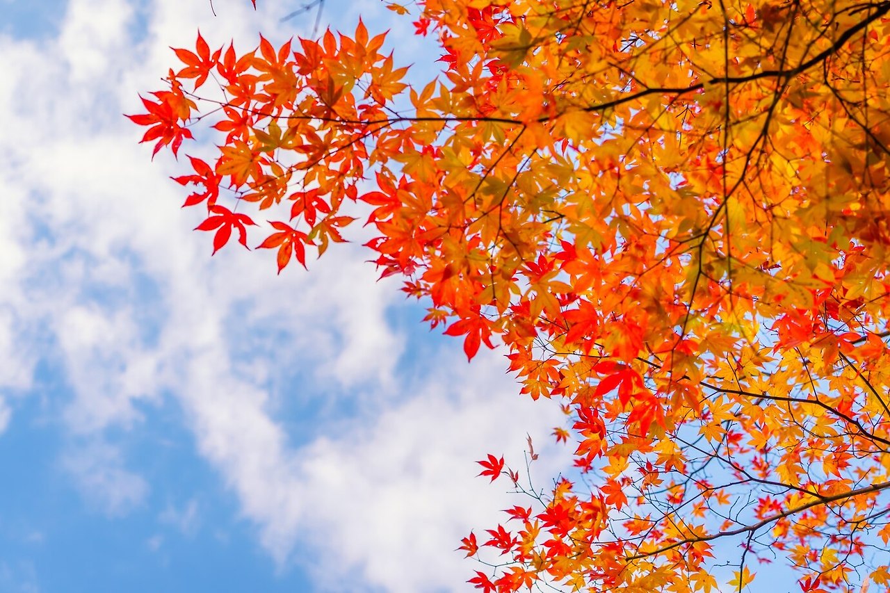 beautiful-colorful-autumn-leaves_1232-2824.jpg