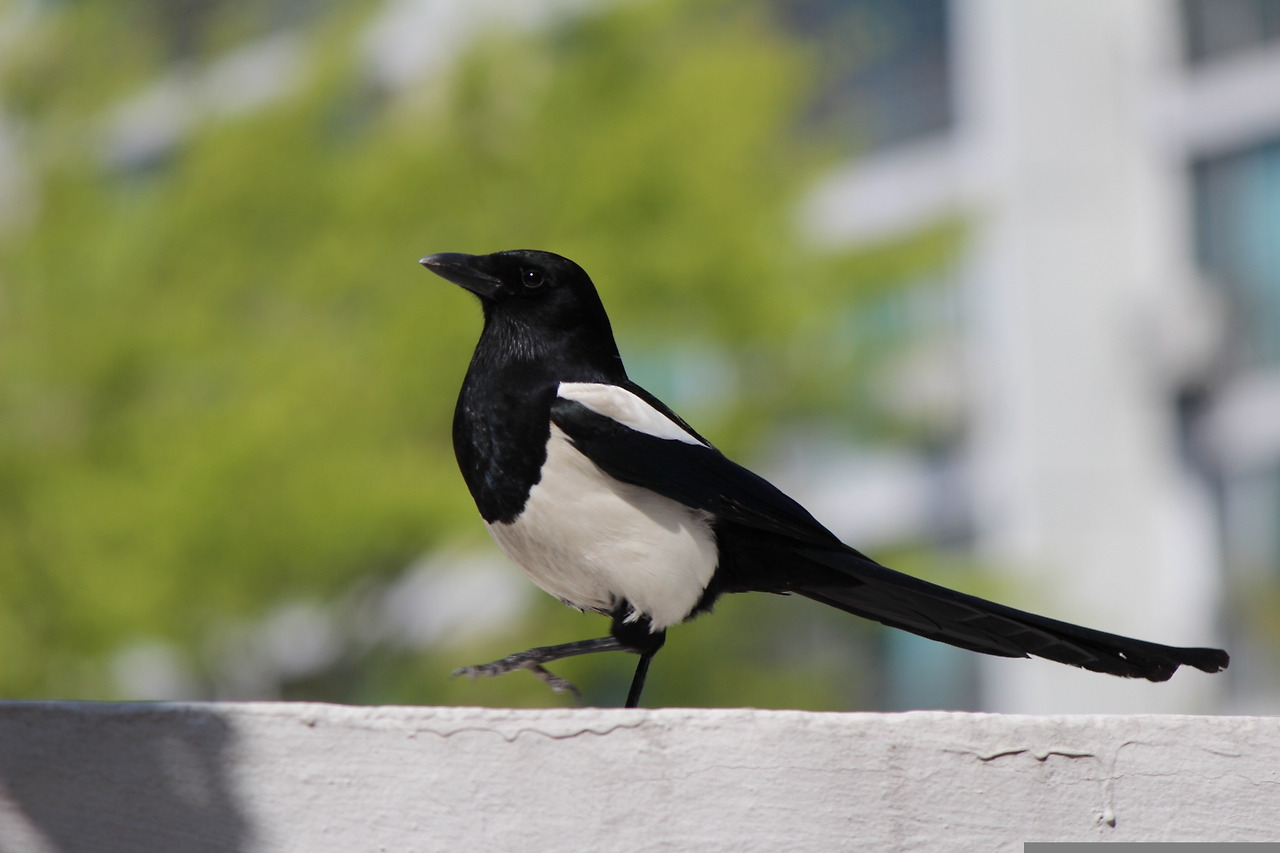 magpie-481960.jpg