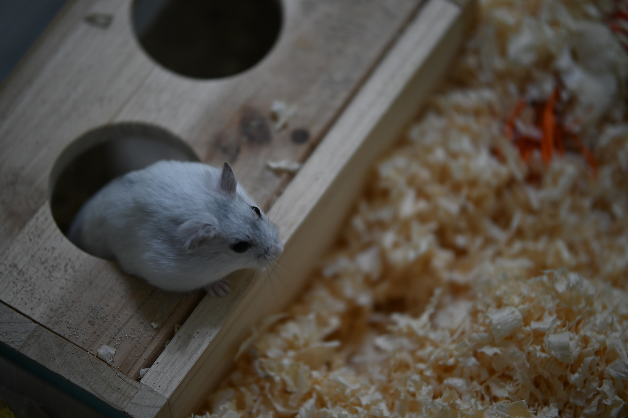 hamster-6047408.jpg