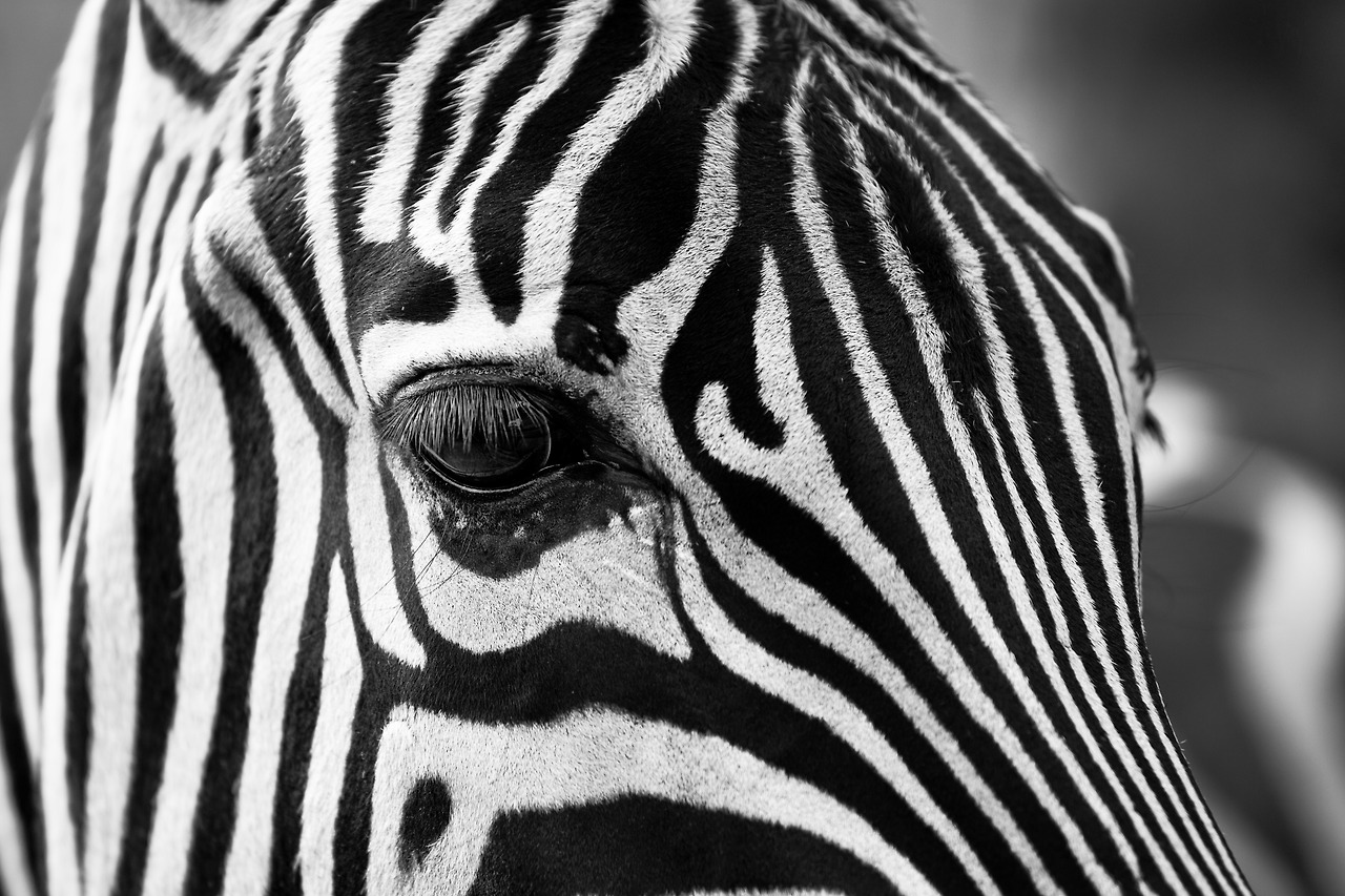 zebra-630149.jpg