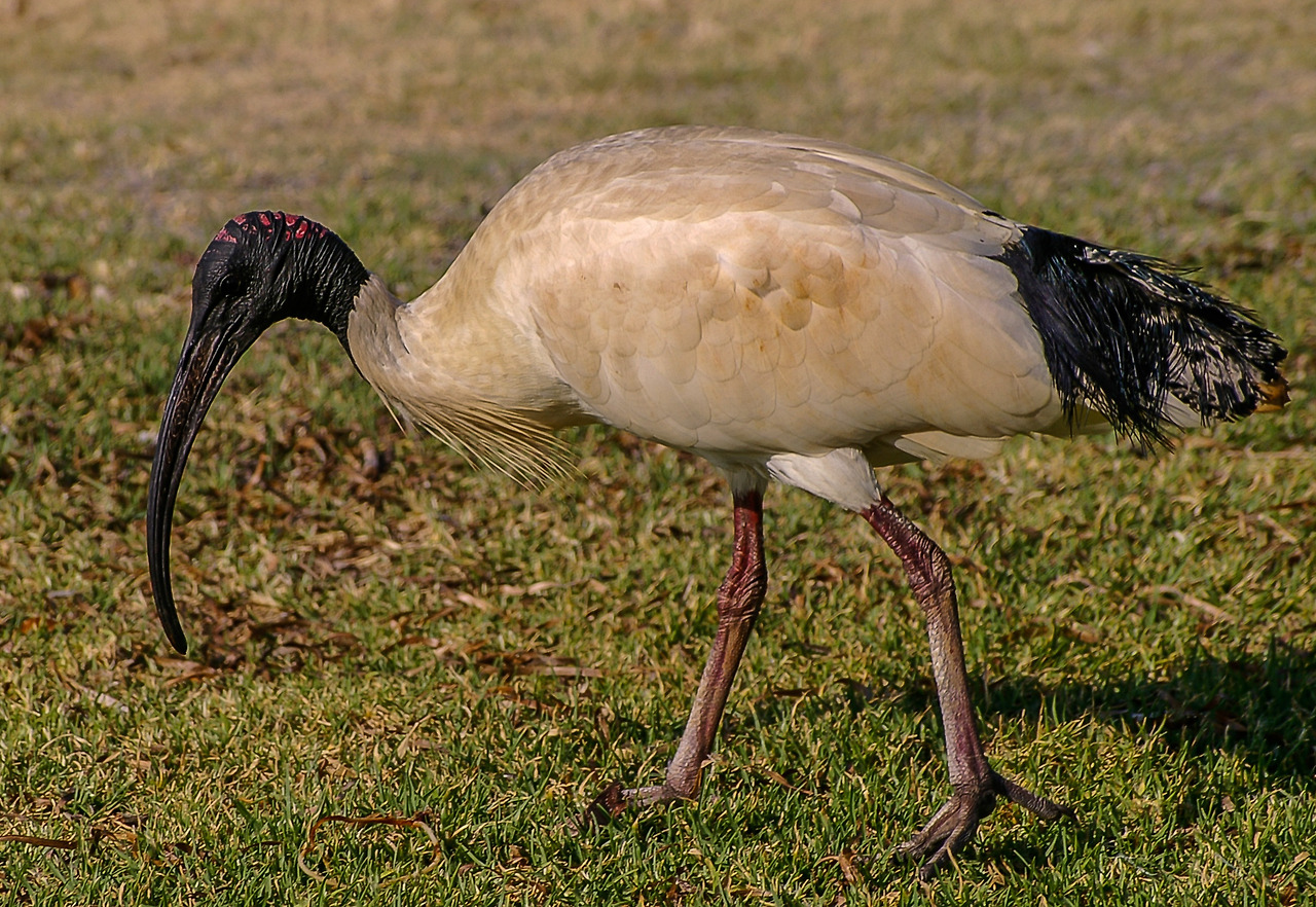 australian-white-ibis-671559 (1).jpg