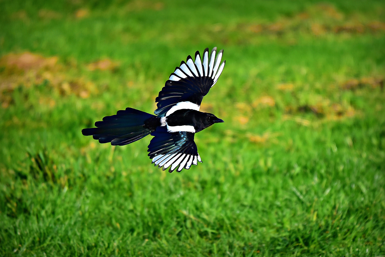 magpie-3781463.jpg