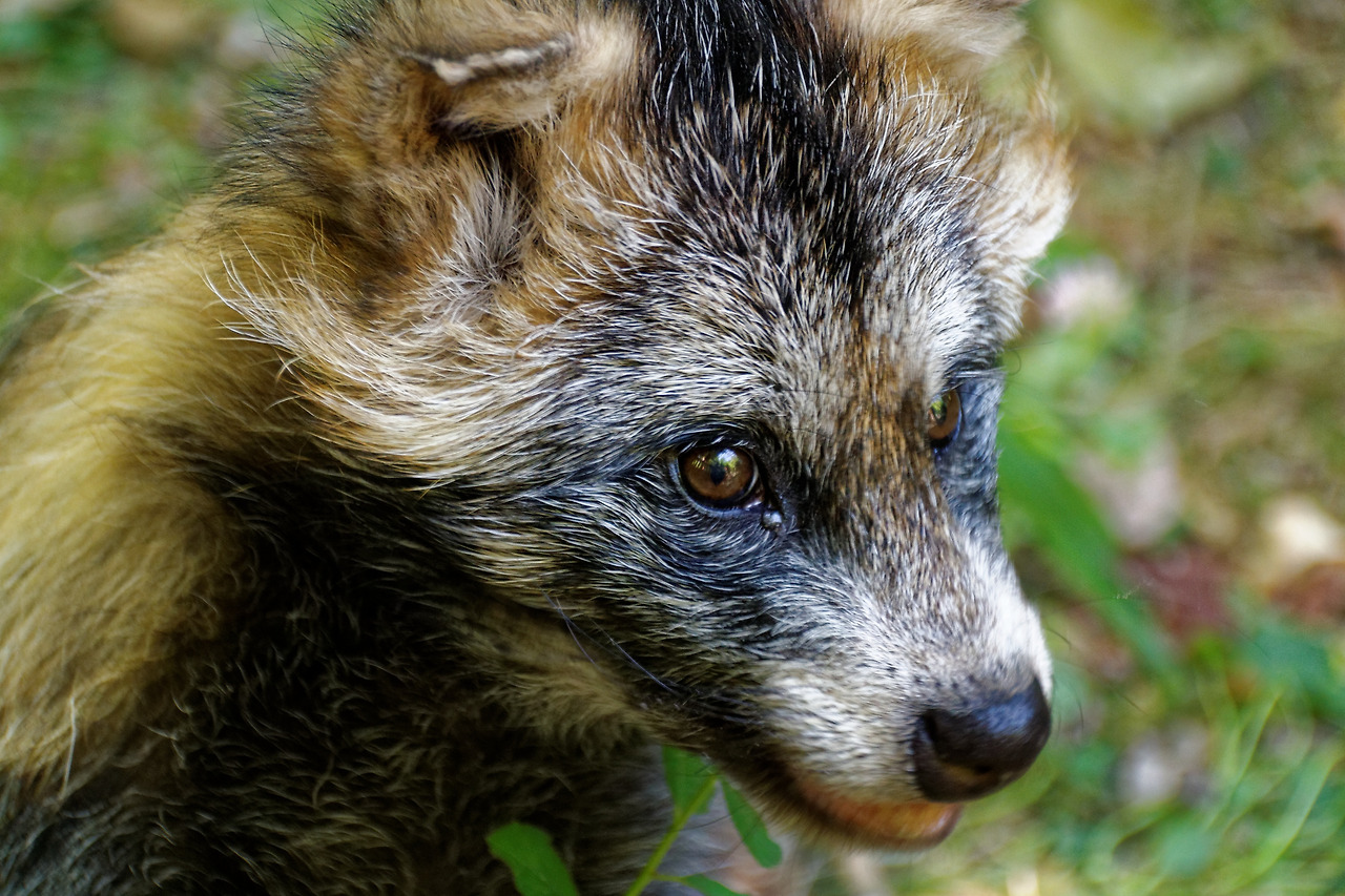 raccoon-dog-871609.jpg