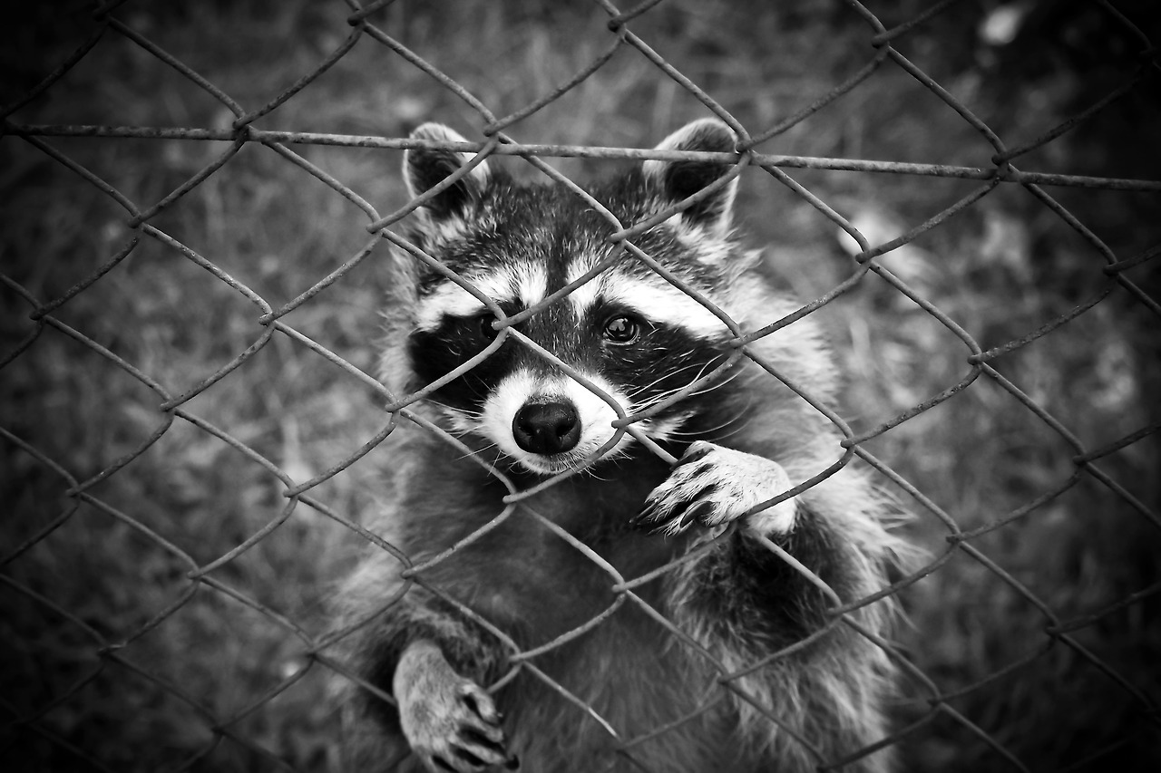 raccoon-1612593.jpg