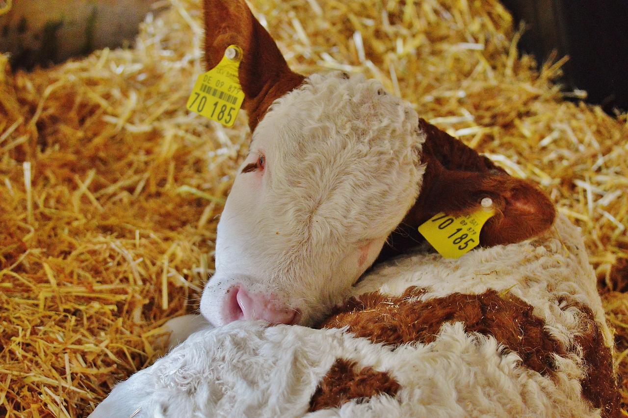 calf-1320696.jpg