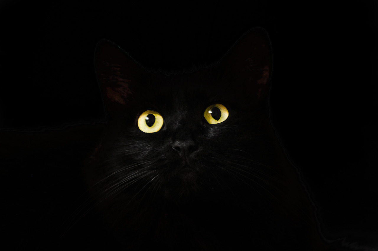 cats-eyes-2944820.jpg