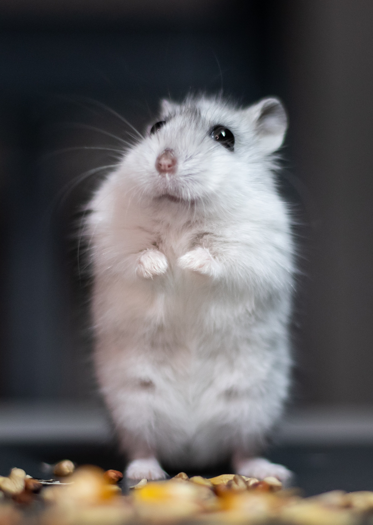 hamster-6777533.jpg