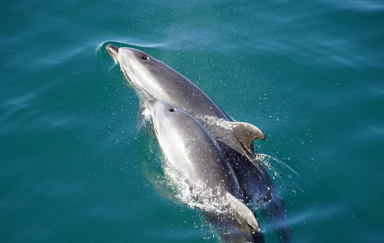 dolphins-2137659.jpg