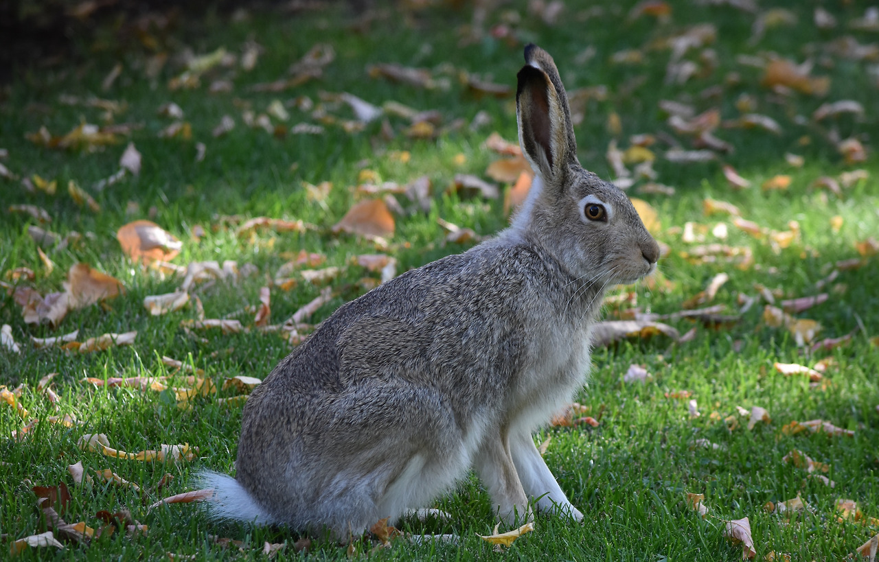 peter-rabbit-4488325.jpg