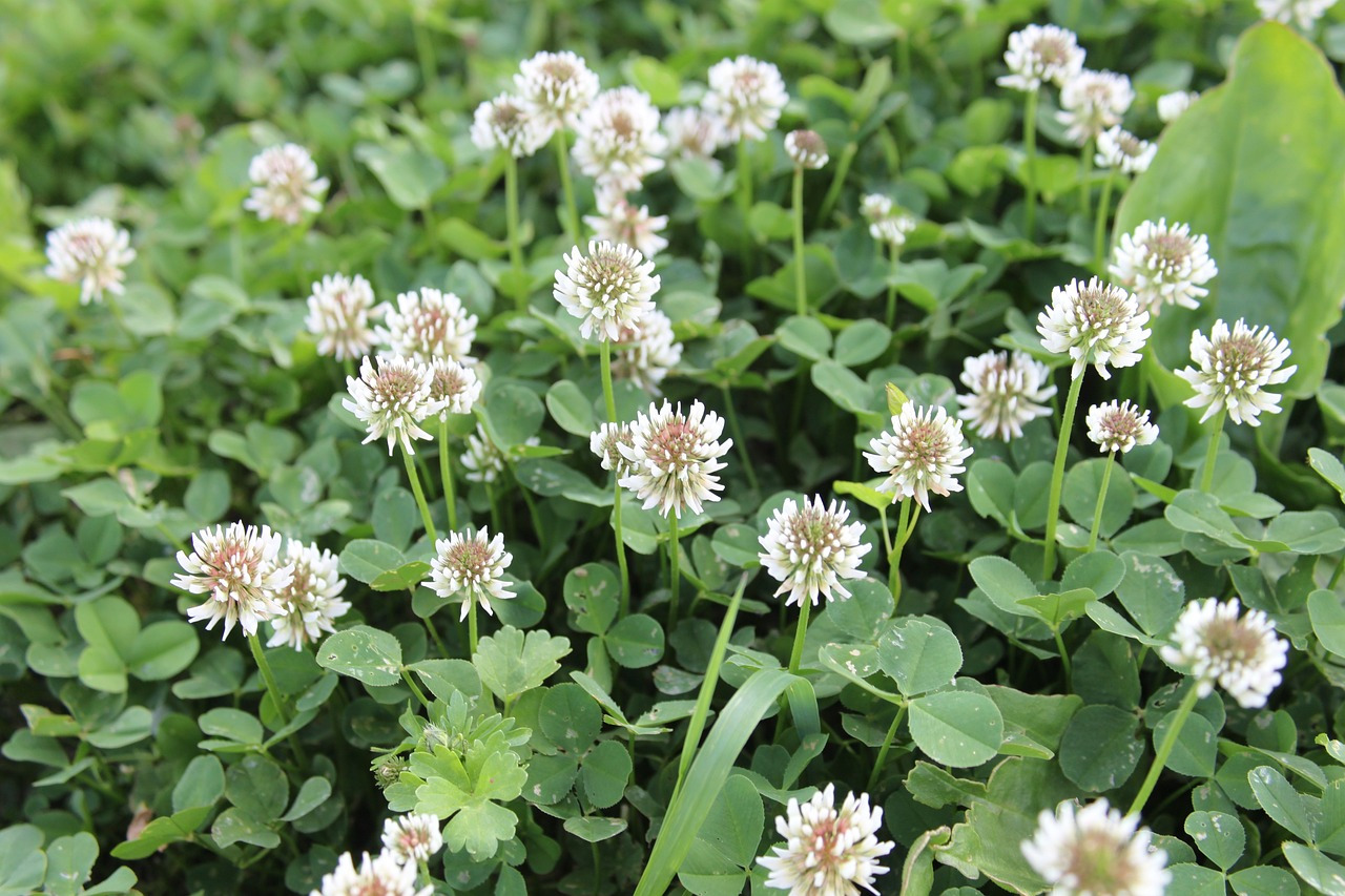 clover-87943_1280.jpg