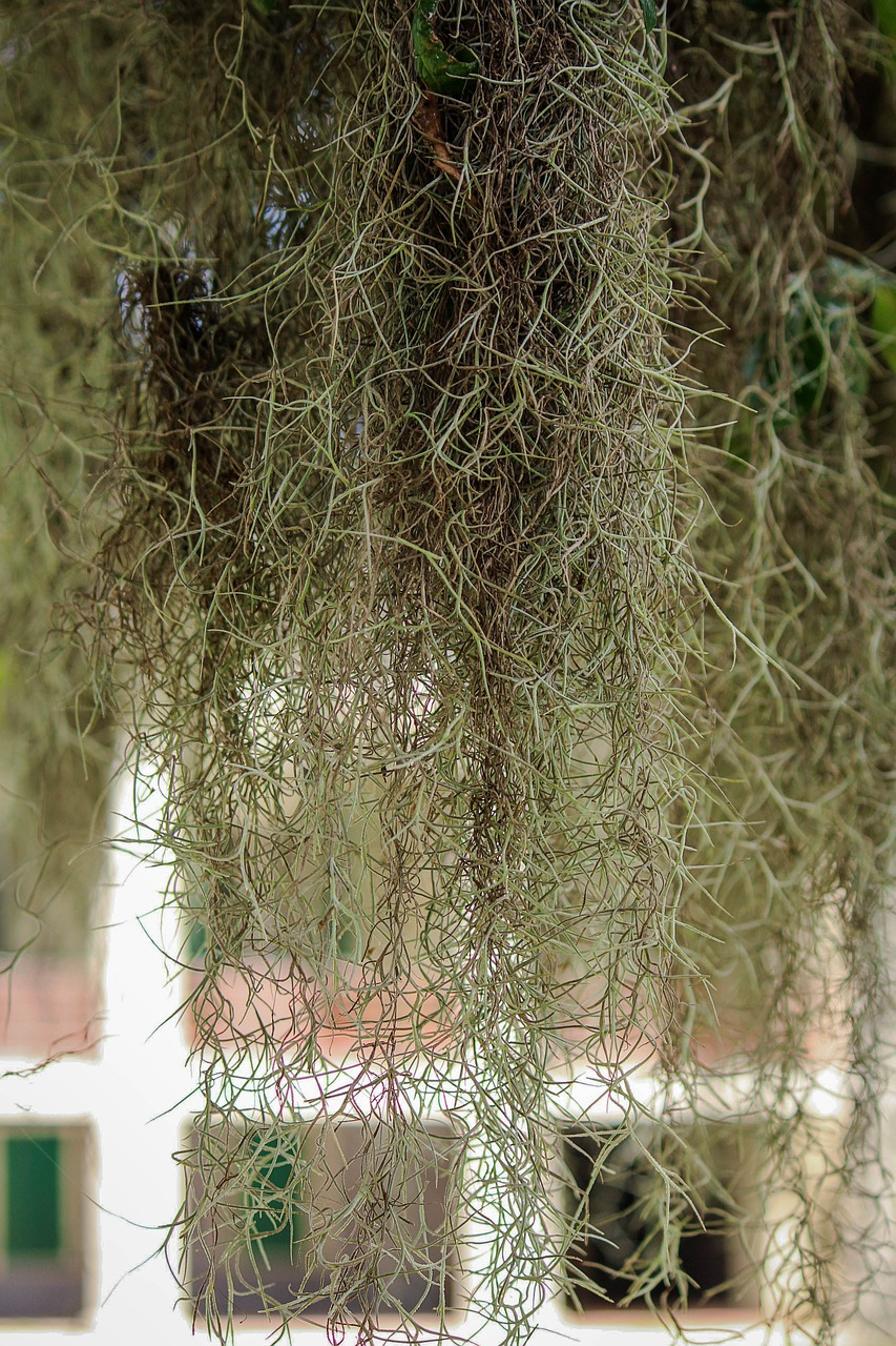 spanish-moss-440350_1280.jpg