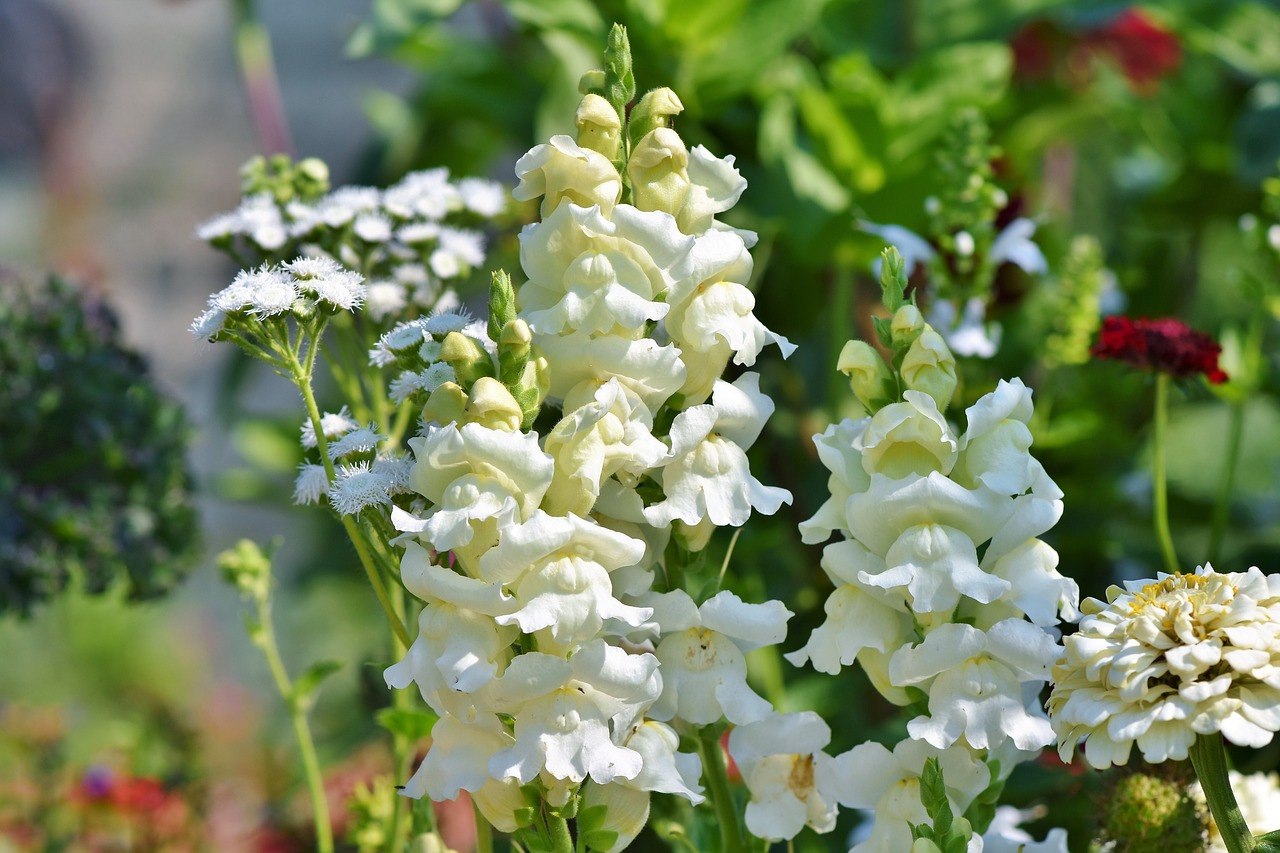 snapdragons-3596646_1280.jpg
