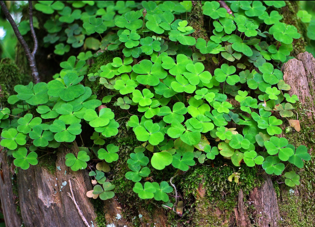 forest-clover-349975_1280.jpg