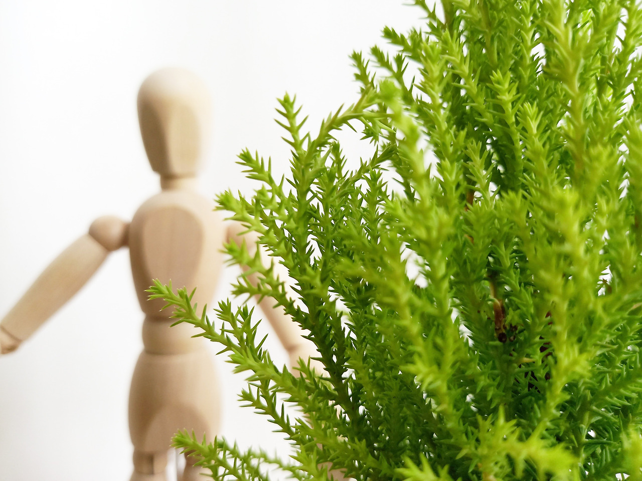 율마 1+1 상큼한향기로 힐링하기좋은 반려나무 10.jpg