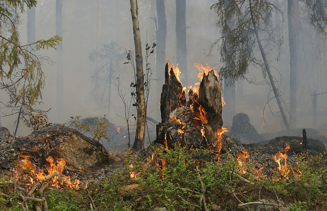 forest-fire-432877_1280.jpg