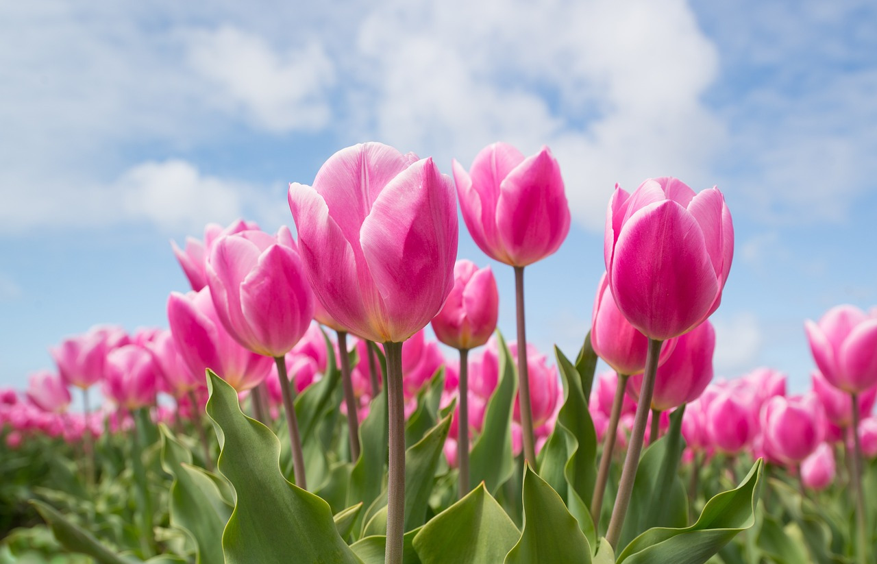 tulips-2254970_1280.jpg