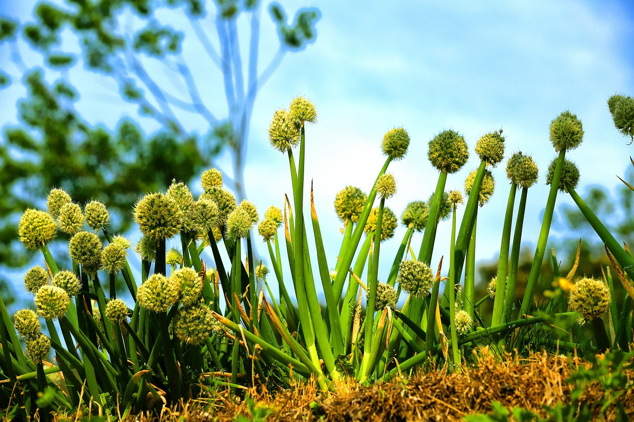 green-onion-4676600_1280.jpg