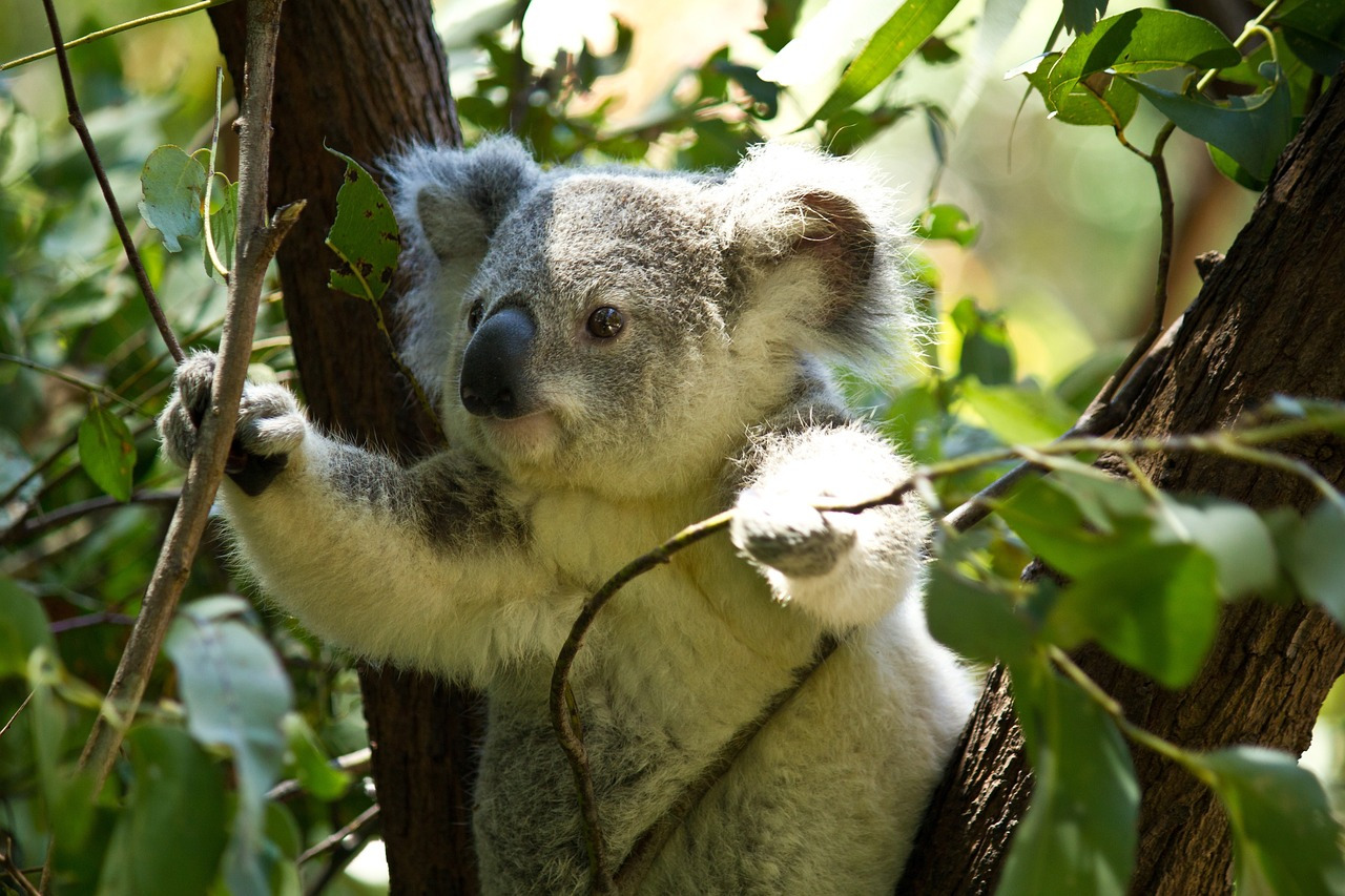 koala-74908_1280.jpg