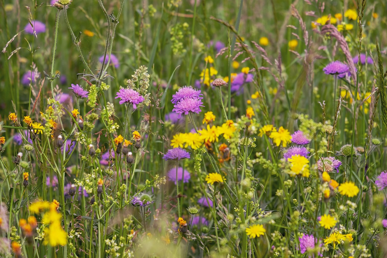 wildflower-meadow-3386014_1280.jpg