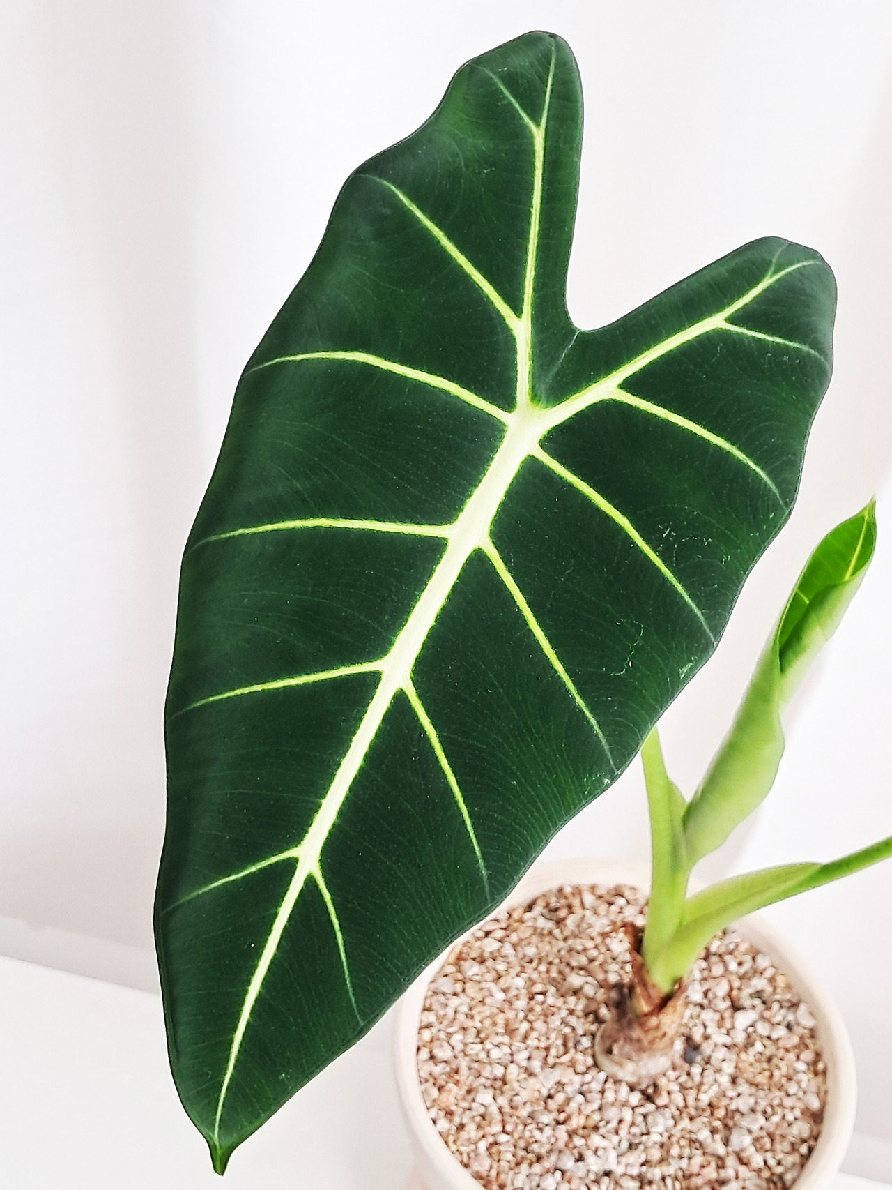 1 20240105_121627.jpg