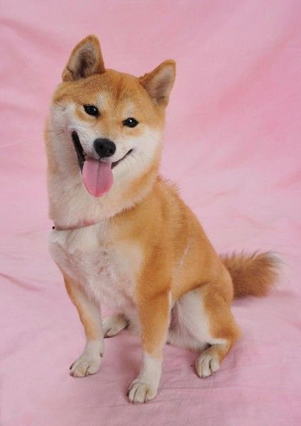 Animals - adorbs.jpg