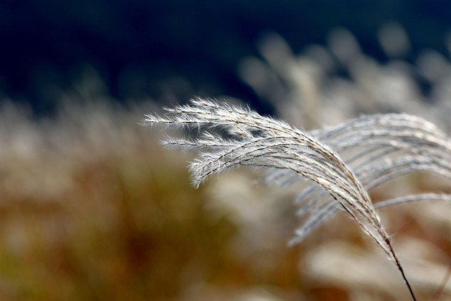 silver-grass-5693271_640.jpg