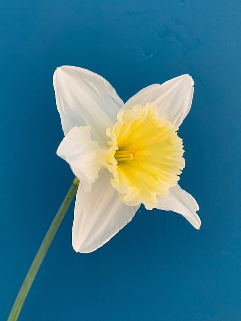 narcis-4916584_640.jpg