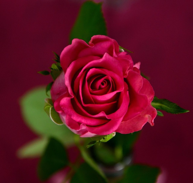 rose-693155_640.jpg