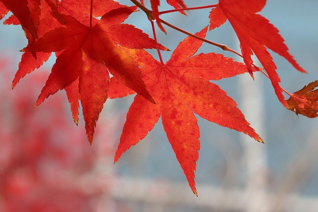 autumn-leaves-3785139_640.jpg