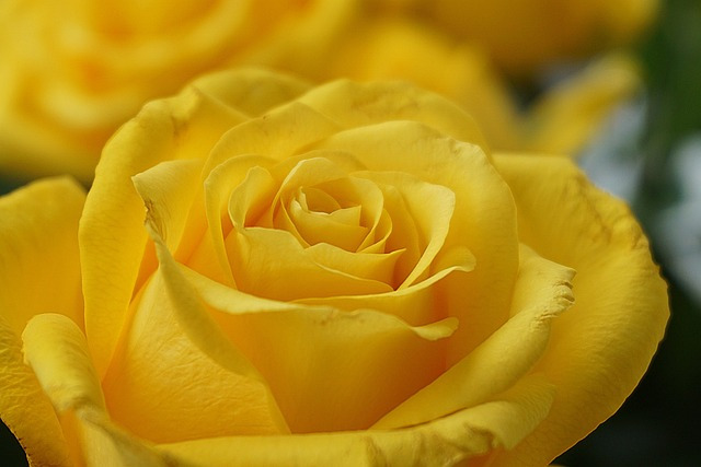 yellow-rose-6162613_640.jpg
