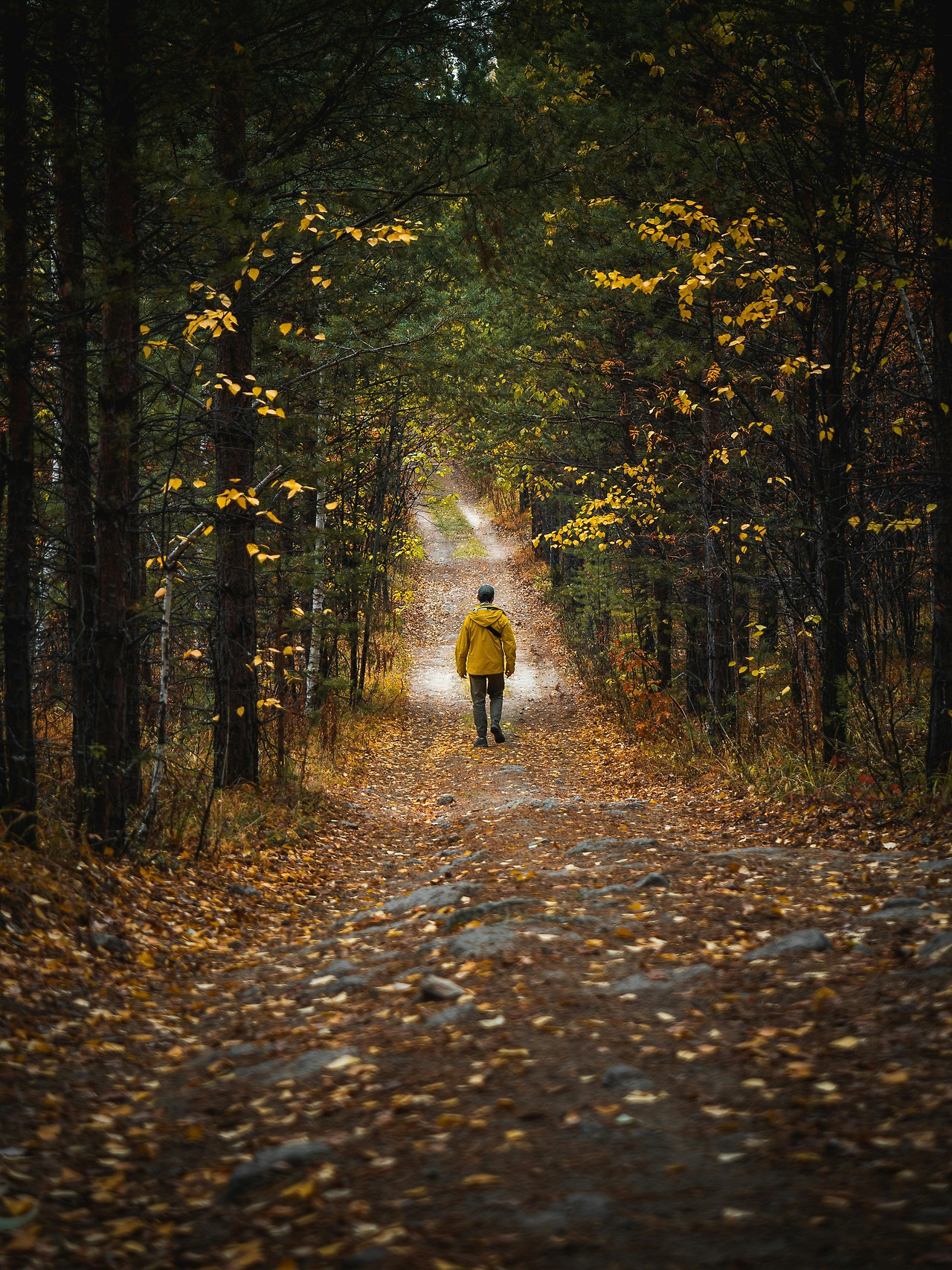 man-walking-yellow-forest-path.jpg.jpg