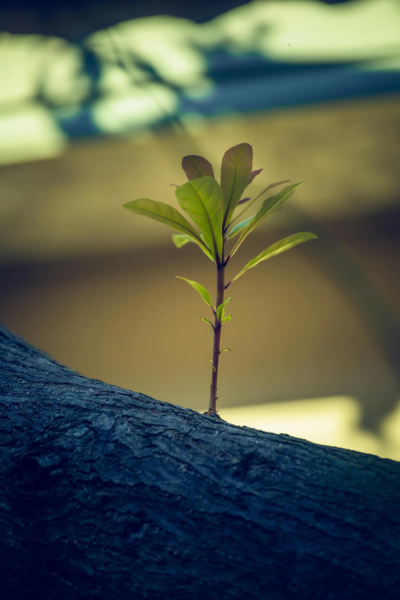 tree-sprout-new-beginning-emotional-resilience.jpg.jpg