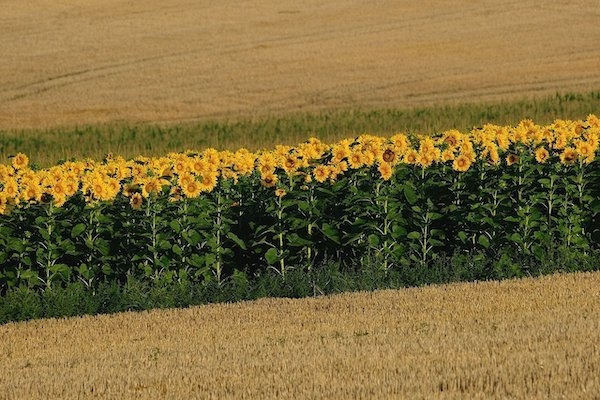 sunflowers-8180147_1280.jpg