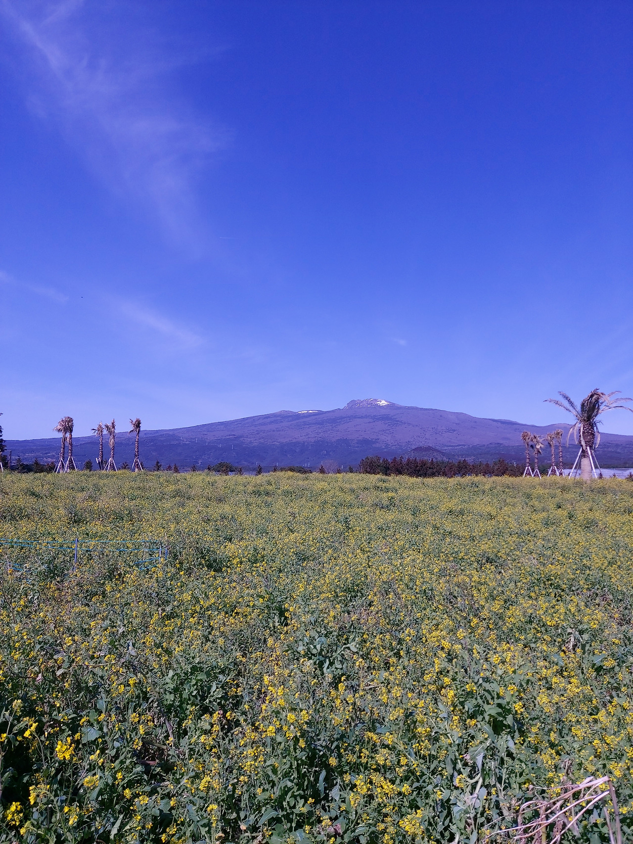 휴애리 유채밭17 20230303_105745.jpg