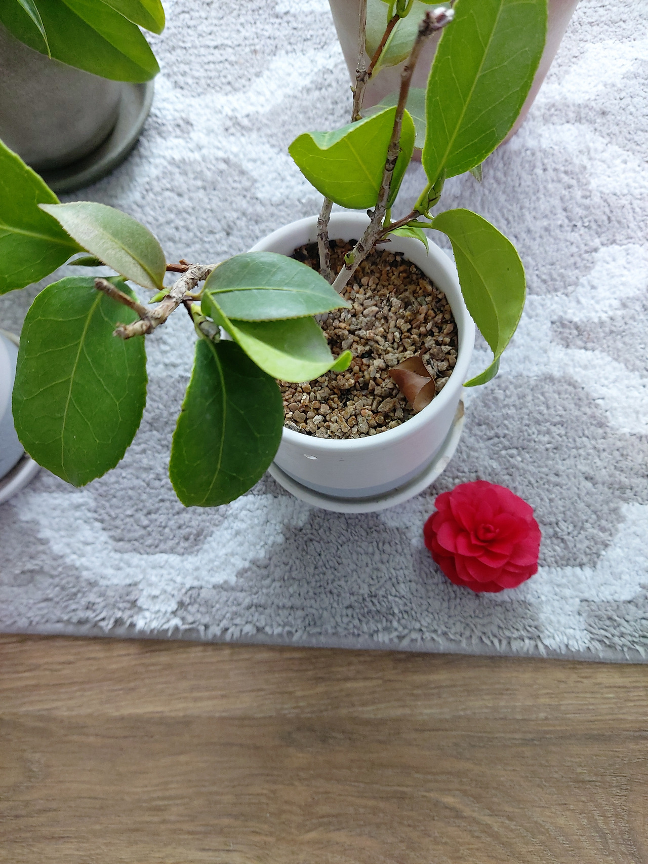 창밖의 설국 일주일간 눈의 호사를 선물하고 홀연히 떠나간 동백꽃 한 송이. 20240222_113150.jpg