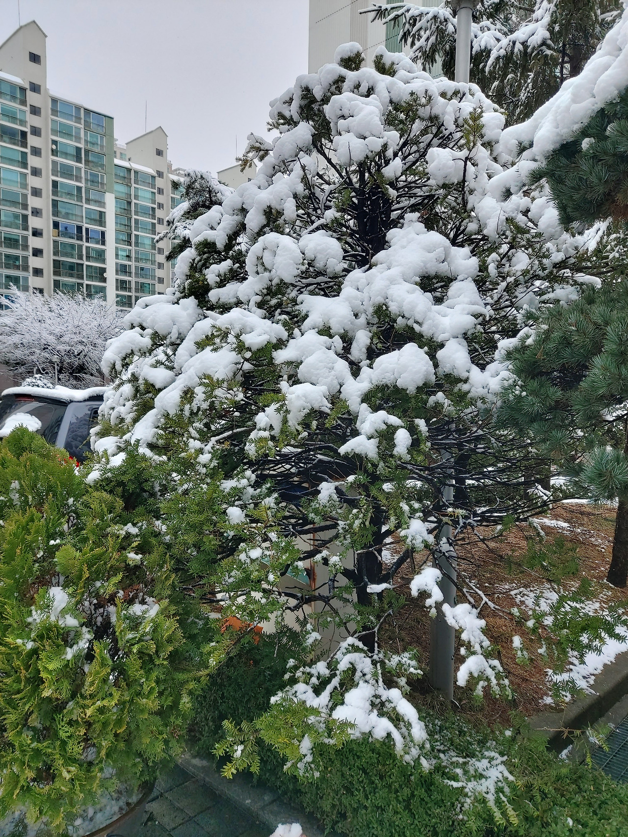 창밖의 설국, 측백나무 잎사귀 위에 떼 지어 사이좋게 엎드린 눈 뭉치 형상. 양 떼 같기도 하고 강아지 새끼 같기도 했다. 20240222_114152.jpg