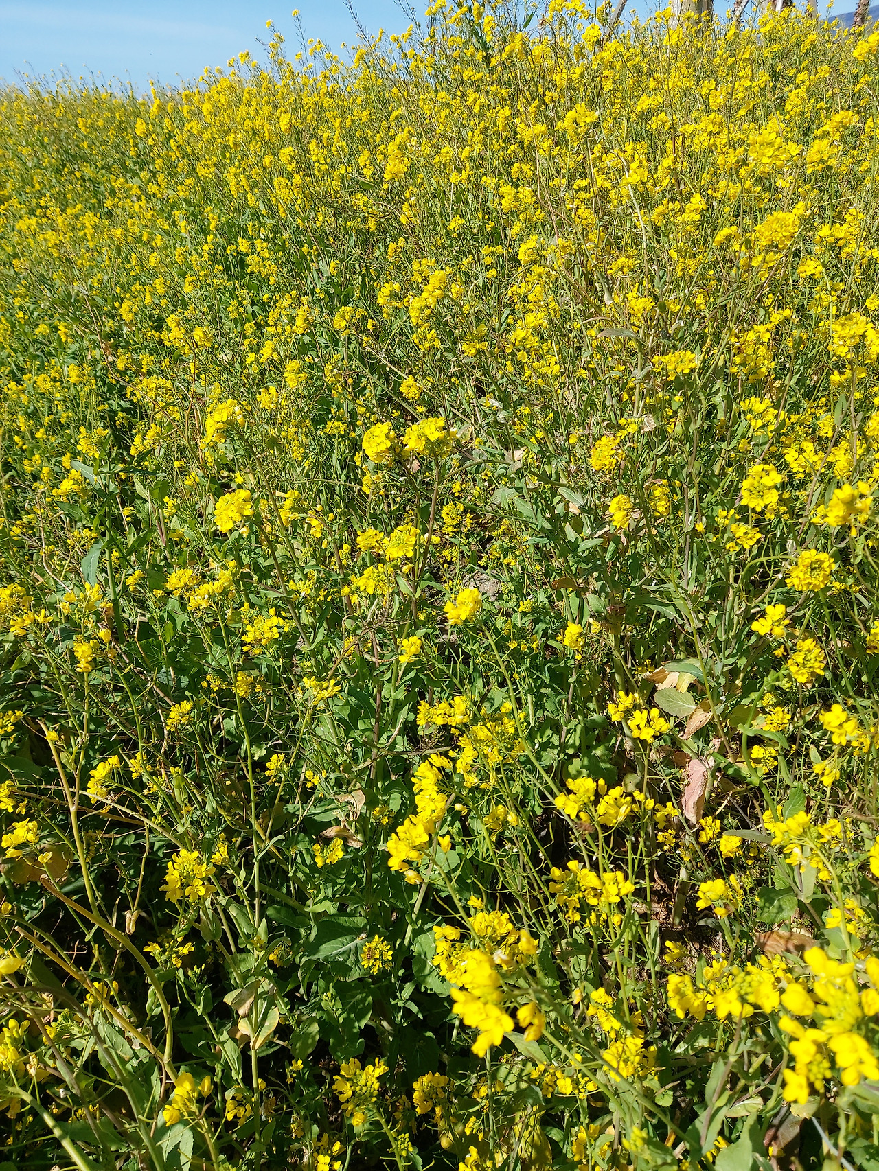 휴애리 유채밭5 20230303_105451.jpg