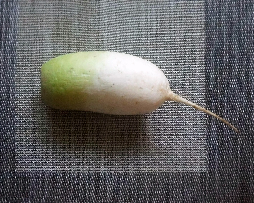 1. 입이 심심할 때 생무를 잘라 먹으면 시원하게 씹히는 맛이 그만이다..jpg