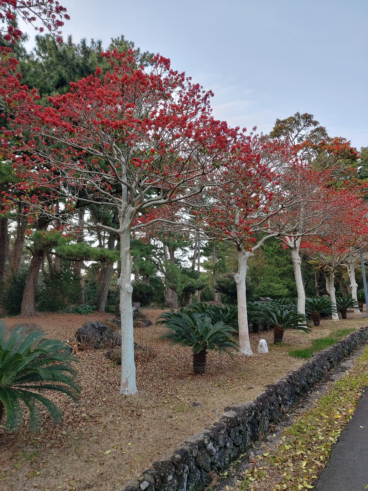 서귀포 KAL호텔 인근.jpg