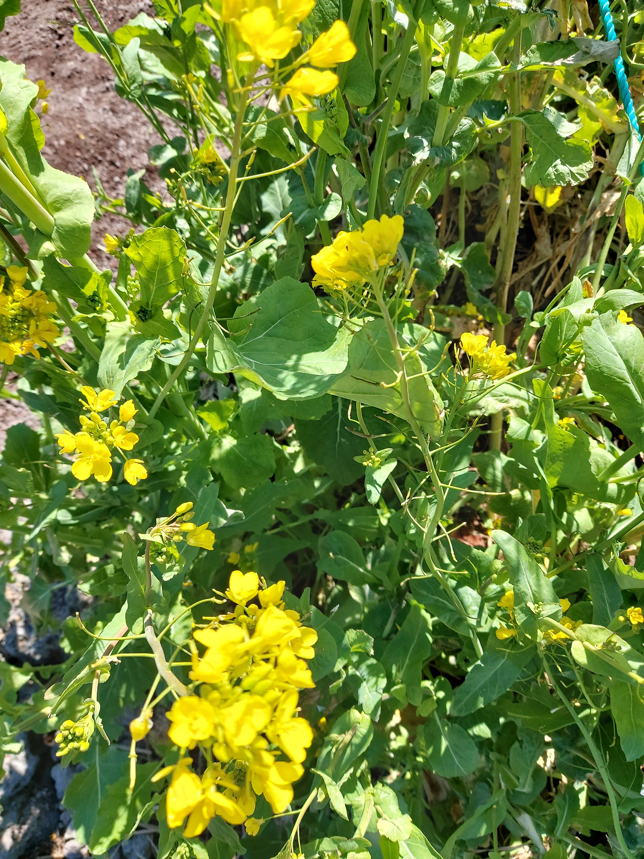 휴애리 유채밭21 20230303_105818.jpg