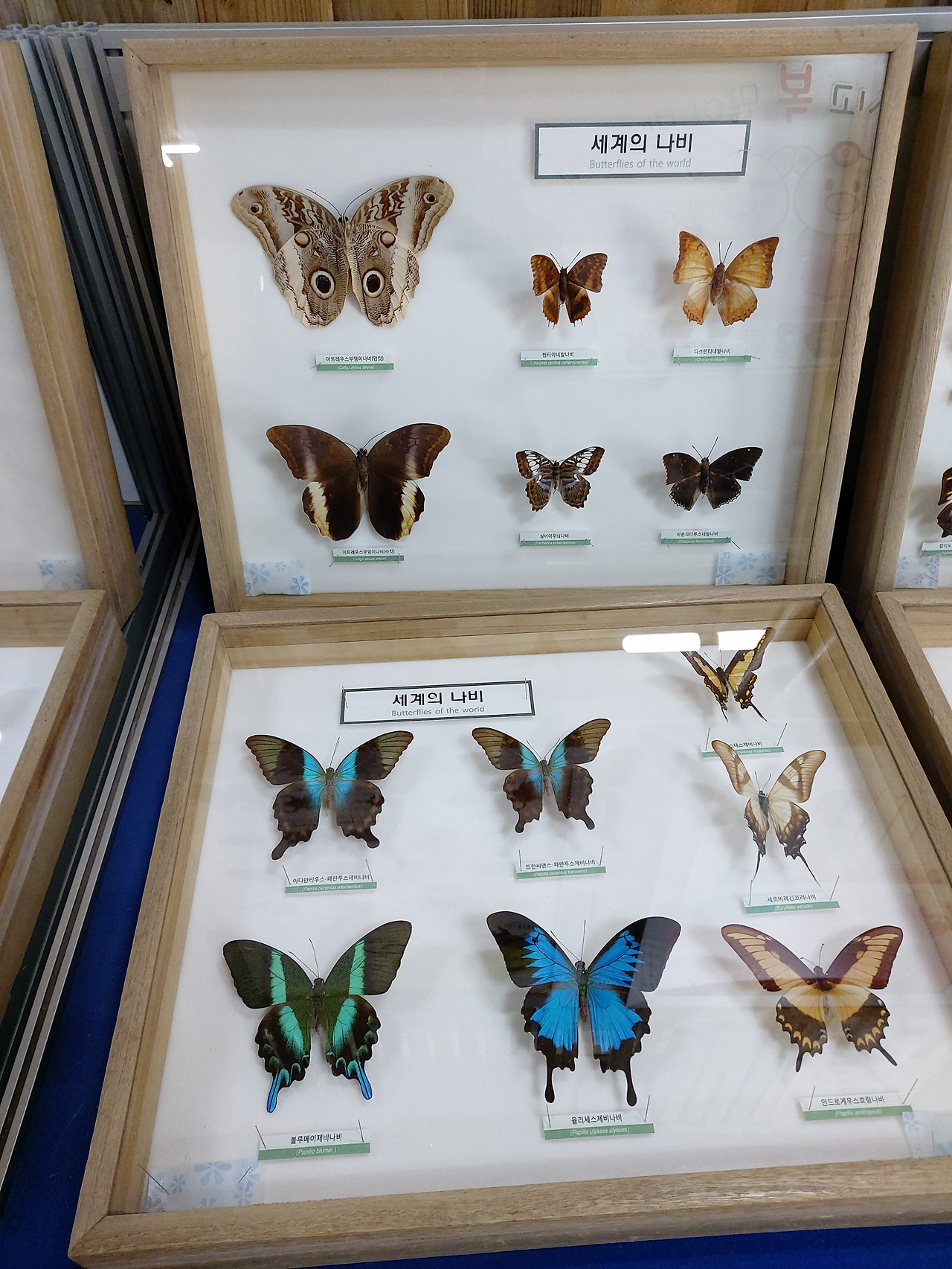 곤충체험관7 20230303_110656.jpg