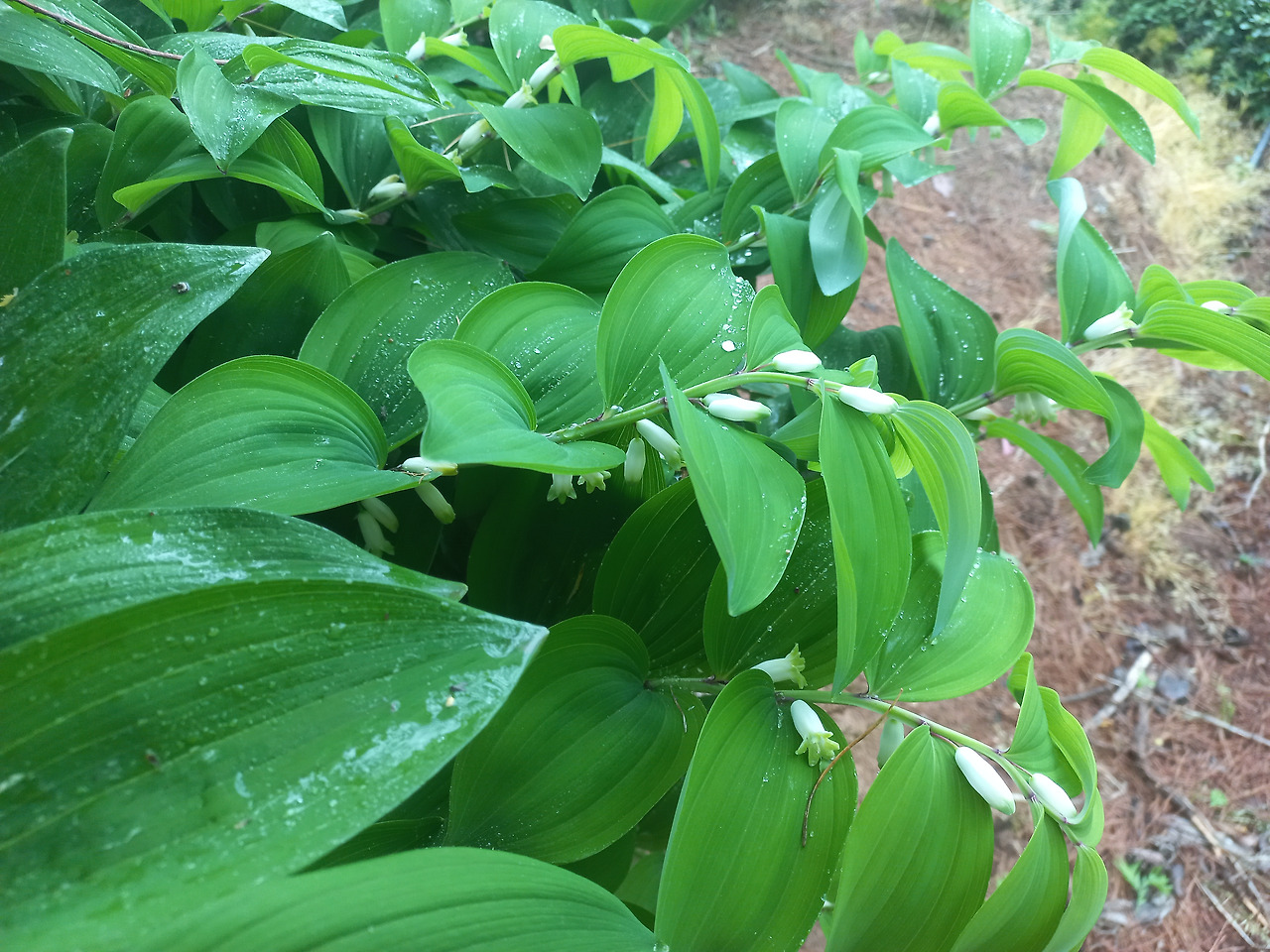 20230505_둥글레(1)_고귀한 봉사.jpg